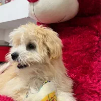 سگ ماده ۱۰ ماهه شیتزو