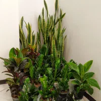 گل های آپارتمانی