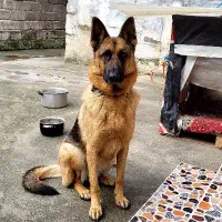 سگ گمشده ژرمن