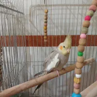 جوجه عروس هلندی