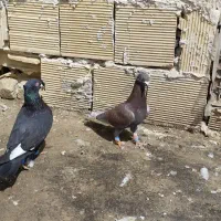 کبوتر قورگی صید