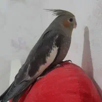 یک عدد عروس هلندی ماده