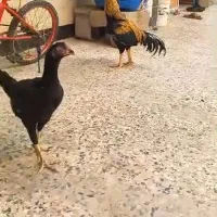 لاری