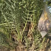 فروش پاجوش نخل