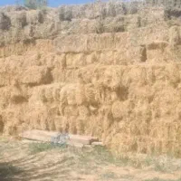 علف یونجه