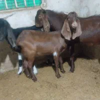 دو راس بز پاکستانی حامله