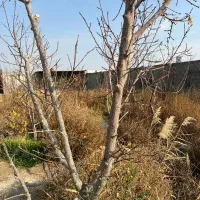 باغ-و-باغچه-برق-و-گاز-دیوارقدیمی-سند-انتقال