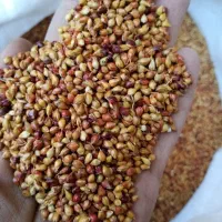 بذر جارو بوجاری