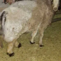 گوسفند میش  روزگاری