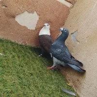 کفتر