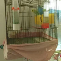 فروش نروماده مرغ عشق