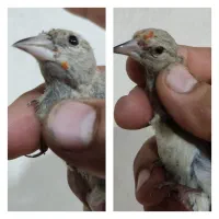 پرنده .جوجه سهره عتیغه، سقا .قناری،