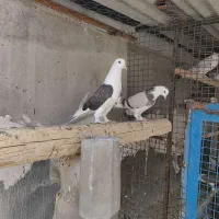 فروش دو جفت کبوتر درجه یک