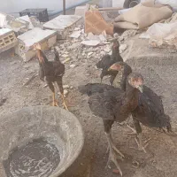 جوجه لاری دوماه و سه ماه