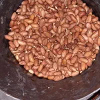 بذر بادام زمینی آماده کاشت