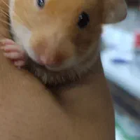 همستر نژاد سوری
