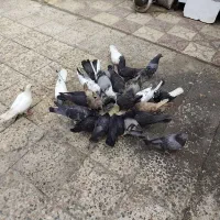 کبوتر|پرنده|چغادک, |دیوار