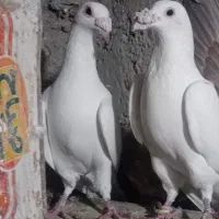 یک جفت کبوتر عراقی