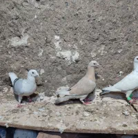 کفتر|پرنده|مشهد, شهرک بهارستان|دیوار