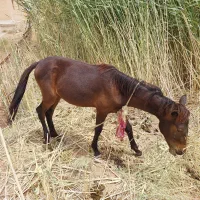 کره اسب