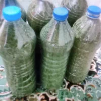 نعنا خشک تمیر و تازه    خوش عطر و خوش بو