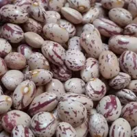 فروش حبوبات