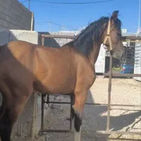 نریون ۱۹ ماهه