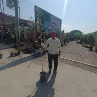 نهال درجه یک گلدانی