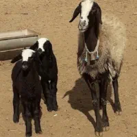 میش نژاد شال و افشار دوقلوزا اصیل