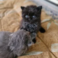 توله گربه خاص مشکی