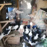 تعداد 40تا کفتر پرنده یه بوم