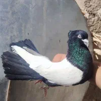 کبوتر عتیقه لون