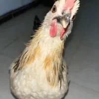 خروس سرحال و جوان