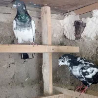 دو عدد کبوتر
