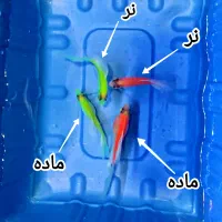 ماهی کالرویدو(گلوفیش) و گلدفیش دراگون آیز بلکمور