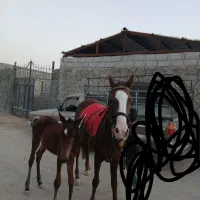 اسب|اسب و تجهیزات اسب‌سواری|قهدریجان, |دیوار