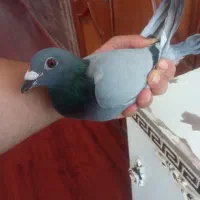کبوتردوبر