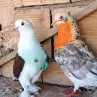 کبوتر پرشی غریبگیری تیرماه