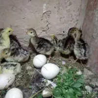 بوقلمون کرچ با جوجه هاش و بوقلمون کرچ با تخم