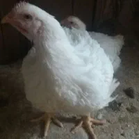 مرغ و جوجه گوشتی