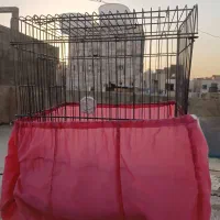 قفس پرنده با وسایل