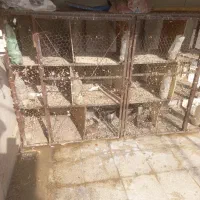 جفت خون قیمت مناسب فوری