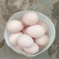 تخم مرغ محلی