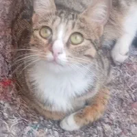 گربه گمشده