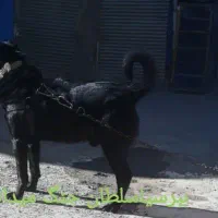 یک عددسهراب سالم