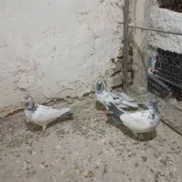 کفتر یا کبوتر