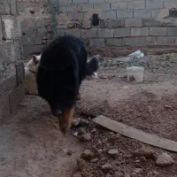 سگ ژرمن|سگ|صفادشت, |دیوار