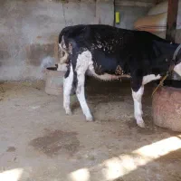 گوساله ماده مونت
