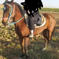 اسب