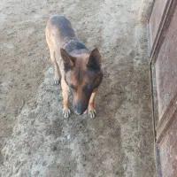 سگ مالینویز